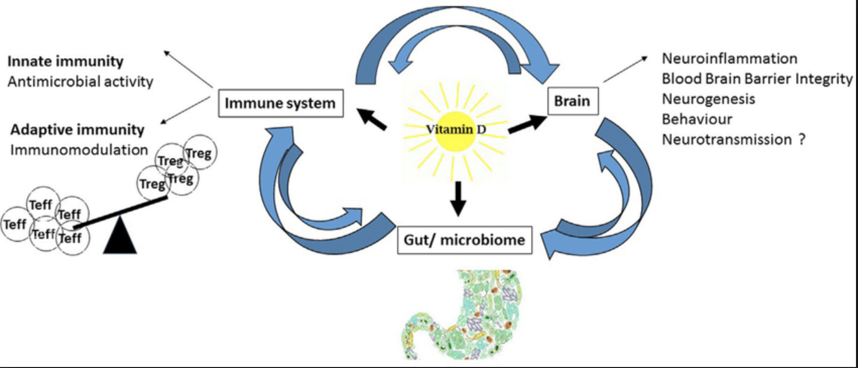 vitamin d and immune function